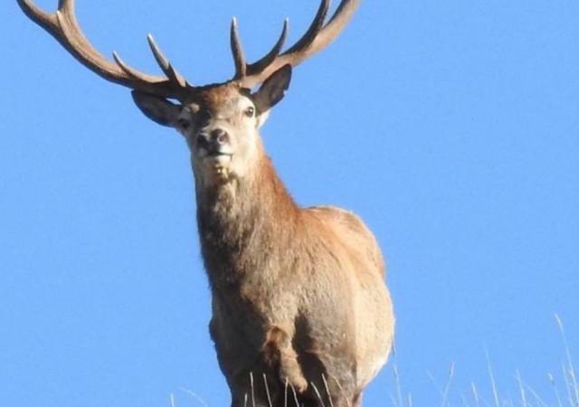 IL RE DELLA FORESTA